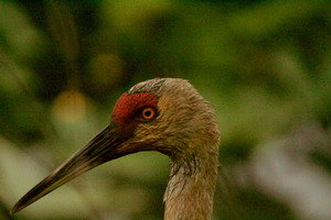 Sandhill crane close up