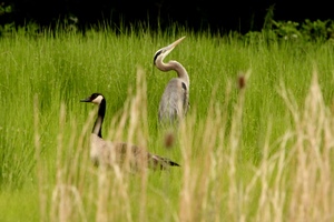 Blue heron and Canada goose