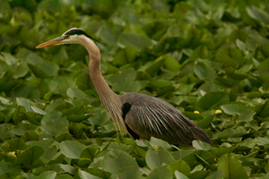 Blue Heron in Lily Pads