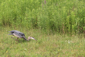 Blue Heron on the Hunt I