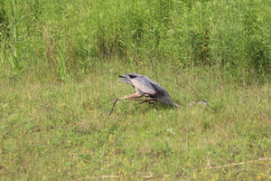 Blue Heron on the Hunt II