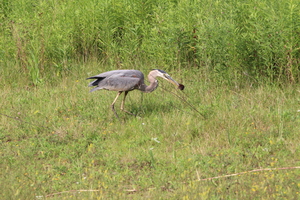 Blue Heron on the Hunt III