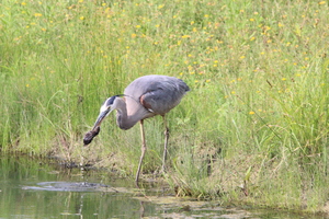 Blue Heron on the Hunt IV