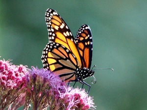 A Monarch Butterfly Resting on a Flower