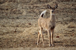 Deers lookin at cha