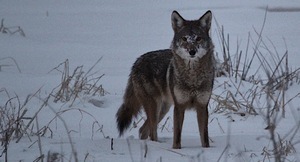 Snow Coyote 
