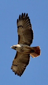 Soaring above the yard