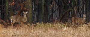 Two Deer on the Edge of the Woods