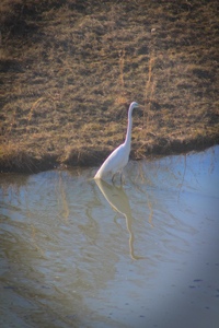 Great Egret